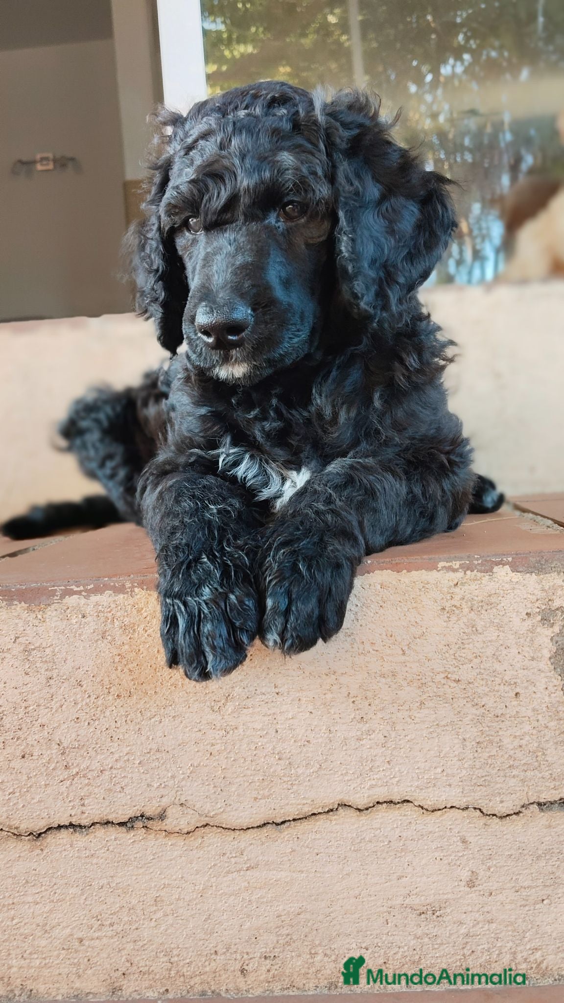 Caniche Gigante perros Caniche gigante  - Anuncio 1