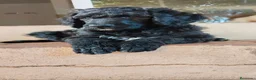 Caniche Gigante perros en venta: Caniche gigante  - Anuncio 1