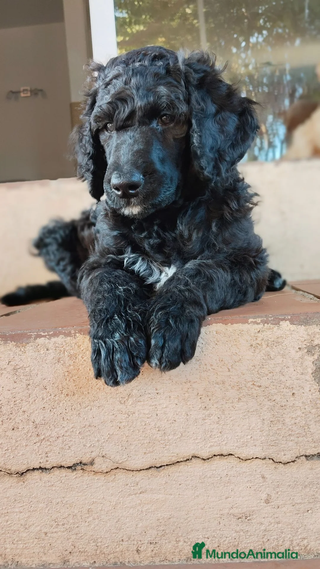 Caniche Gigante perros en venta: Caniche gigante  - Anuncio 1