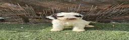 Perro de Agua Español perros en venta: PERRO DE AGUA  - Anuncio 2