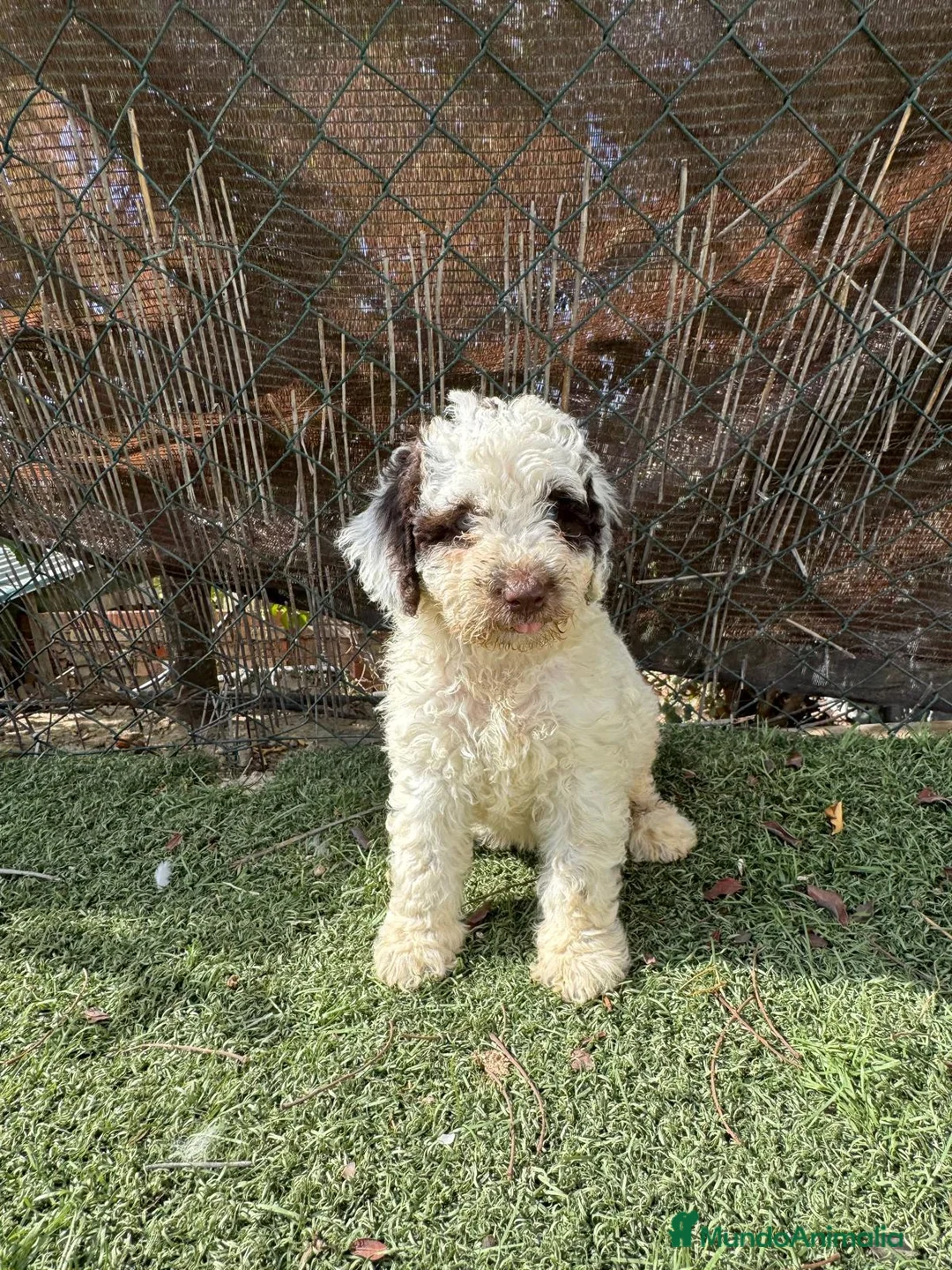 Perro de Agua Español perros en venta: PERRO DE AGUA  - Anuncio 2