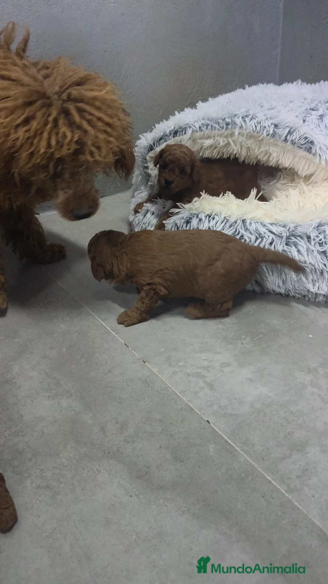 Caniche Toy perros en venta: Caniche Toy 🐩 hembra y macho  - Anuncio 9