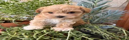 Maltipoo perros en venta: Maltipoo TOY macho. - Anuncio 8