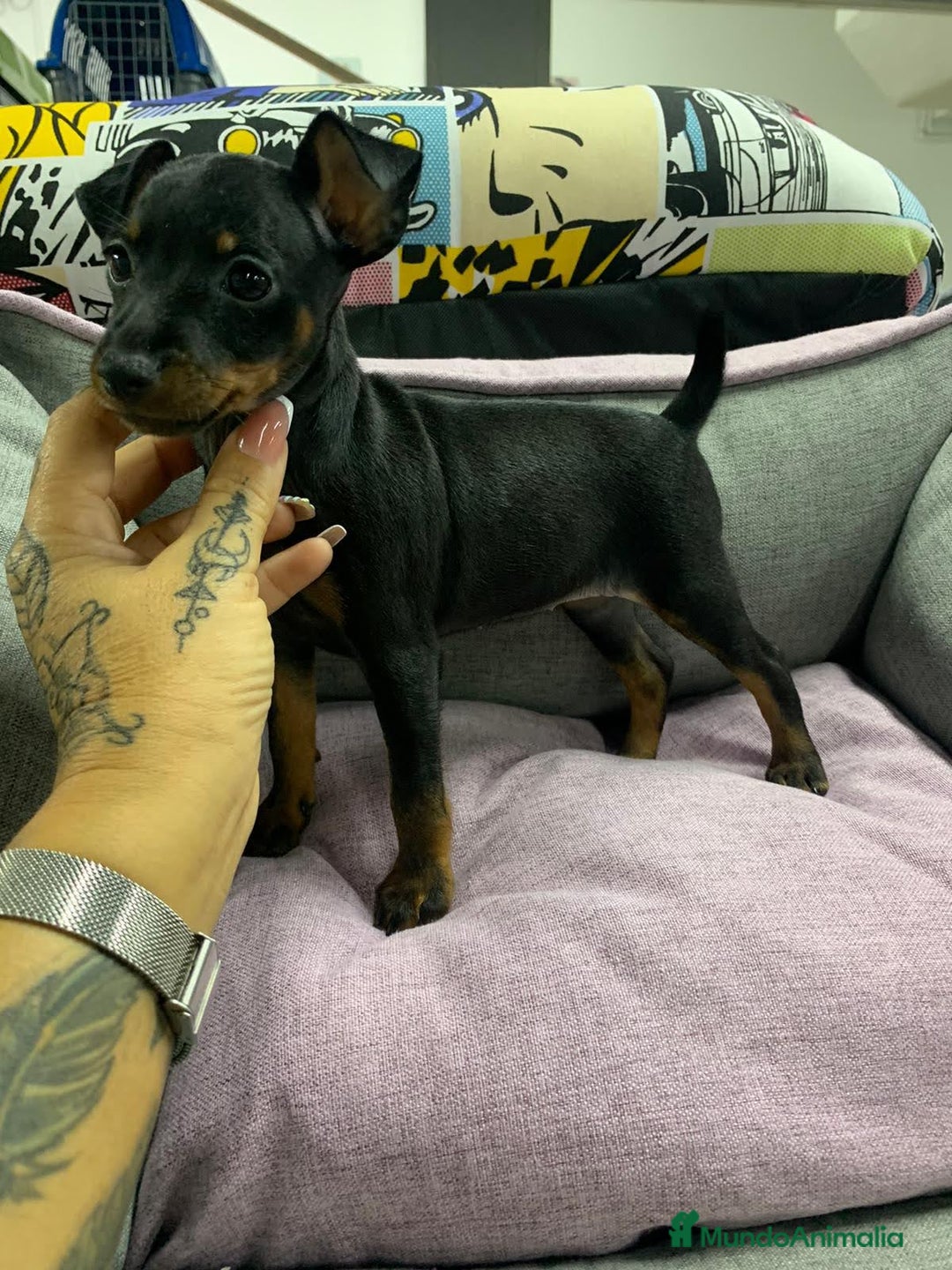 Pinscher Miniatura perros en venta: Pinscher miniatura  - Imagen 4