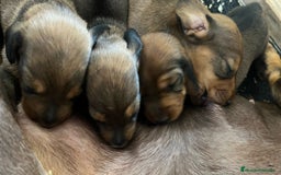 Teckel Miniatura perros en venta: Teckel miniatura criadero valencia Madrid Barcelo en Valencia - Imagen 1