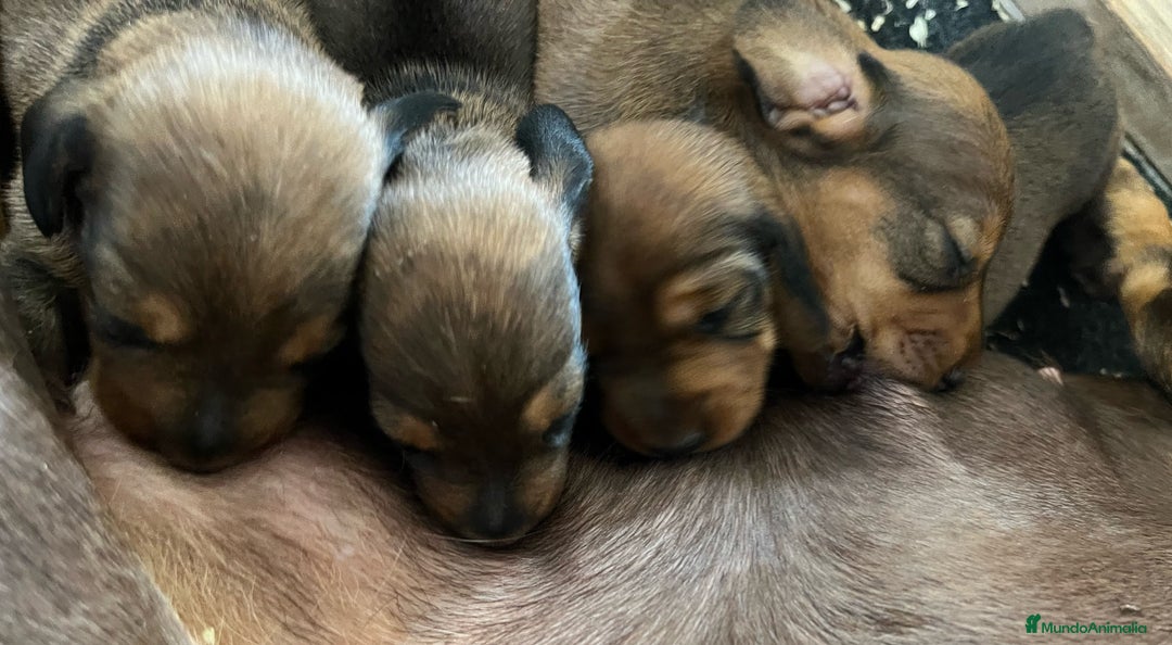 Teckel Miniatura perros en venta: Teckel miniatura criadero valencia Madrid Barcelo en Valencia - Imagen 1