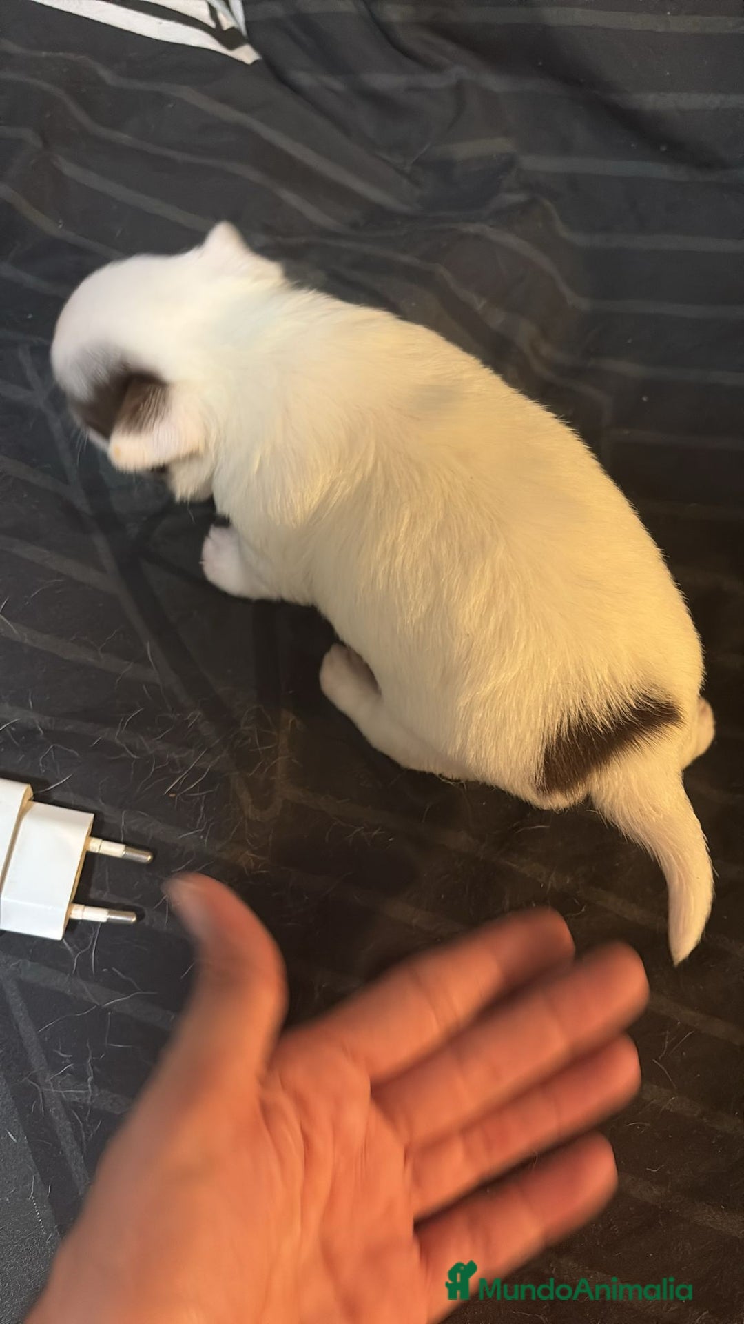 Chihuahua perros en venta: Chihuahua toy rusos - Imagen 8
