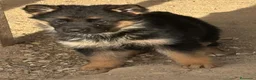Pastor Alemán perros en venta: pastor alemán belleza alto standing - Anuncio 8