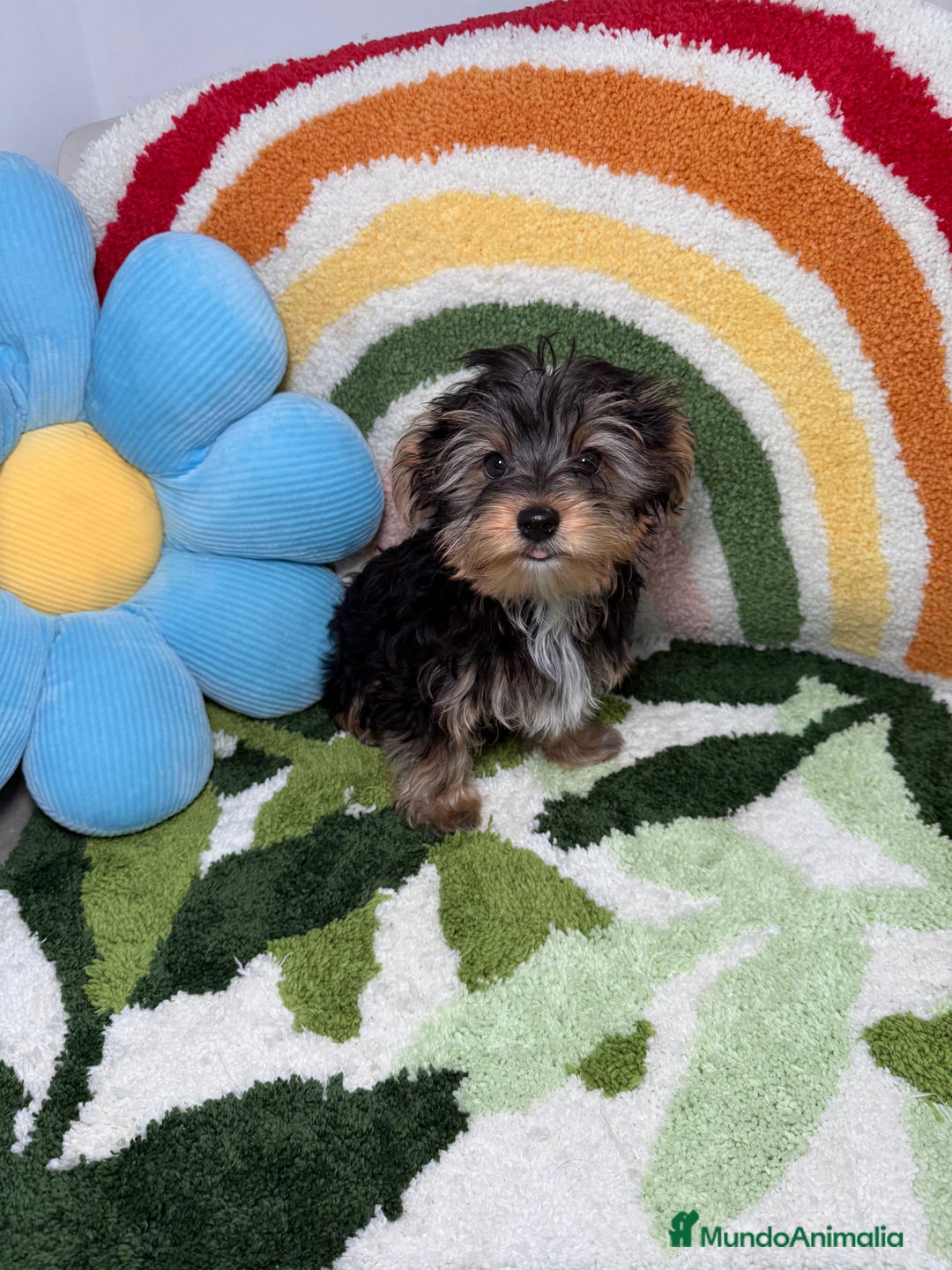 Yorkshire Terrier perros en venta: Yorkshire Terrier Macho - Imagen 5