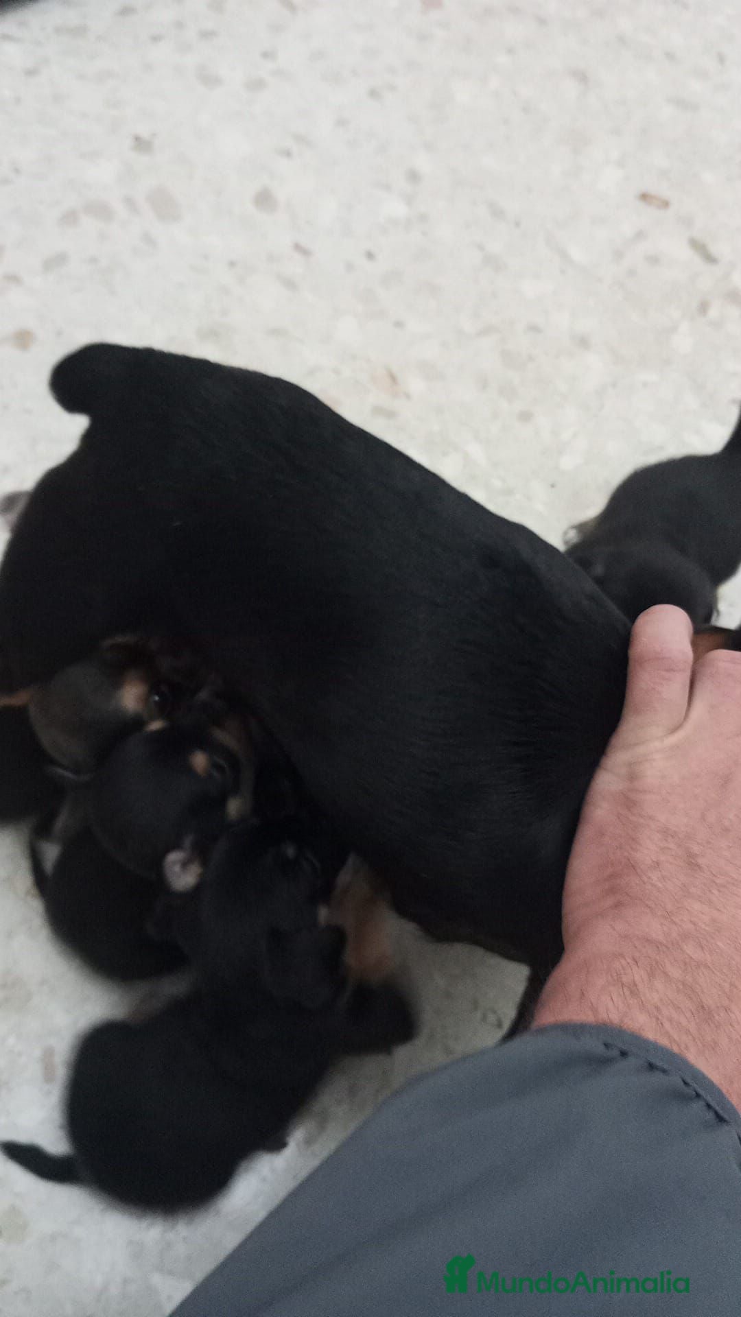 Pinscher Miniatura perros en venta: Pinscher miniatura  - Anuncio 2