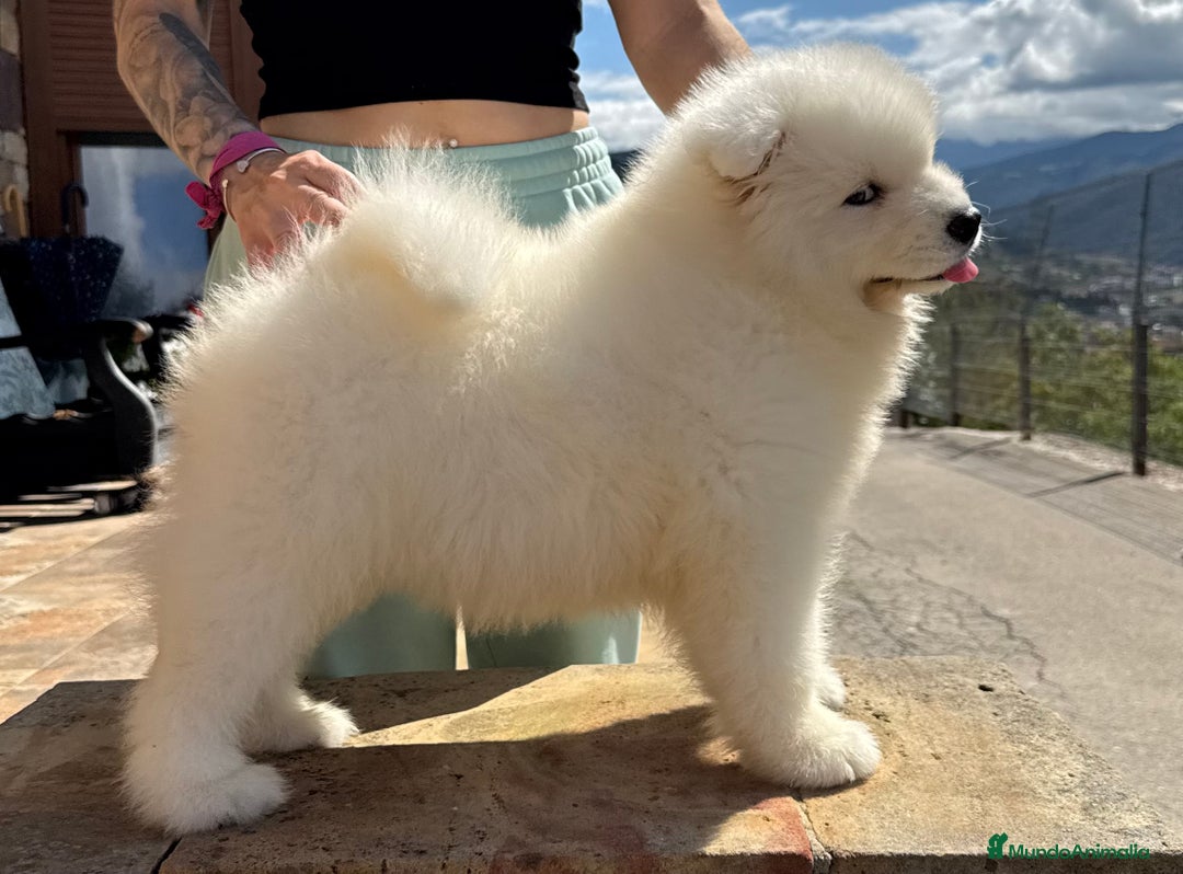 Samoyedo perros en venta: Cachorro samoyedo - Imagen 3