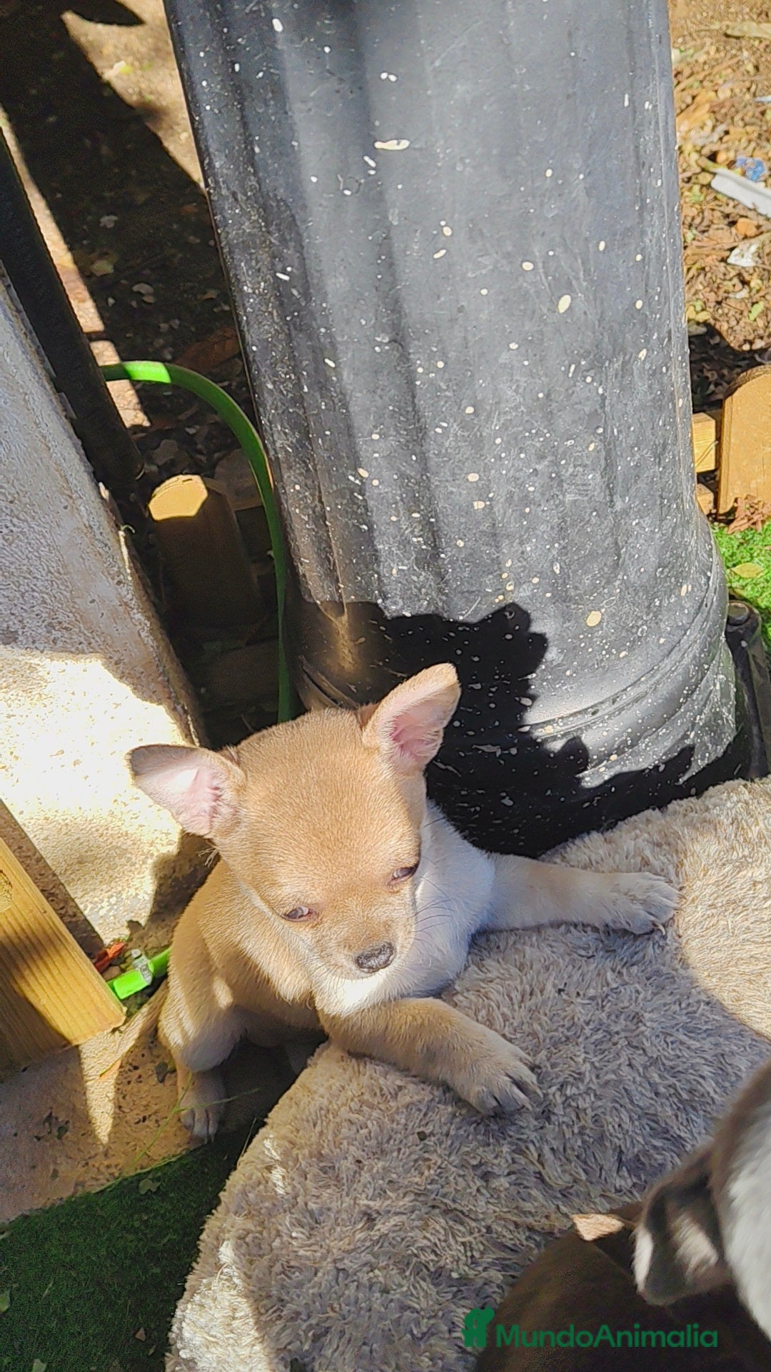 Chihuahua perros en venta: Chihuahua Toy hembras - Anuncio 2