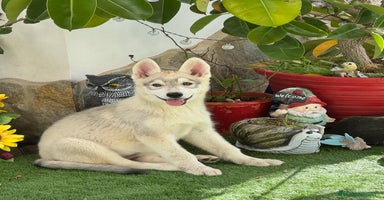 Husky Siberiano perros - Anuncio 4