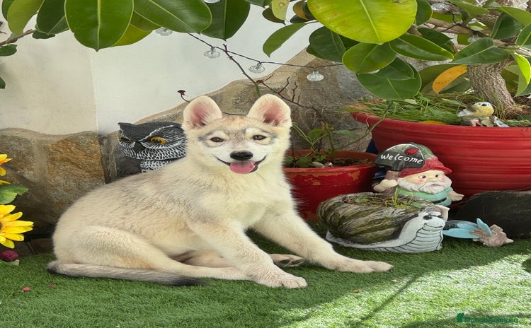 Husky Siberiano perros - Anuncio 4