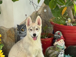 Husky Siberiano perros - Anuncio 4