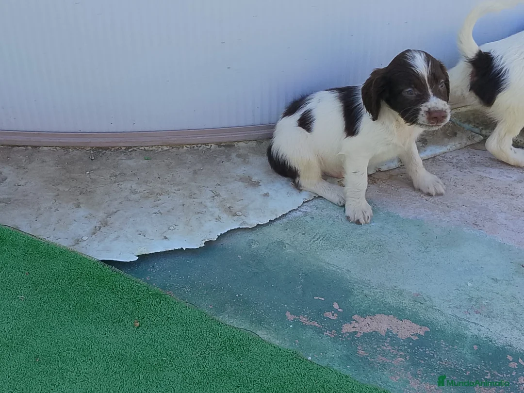 English Springer Spaniel perros en venta: Springer spaniel inglés - Anuncio 3