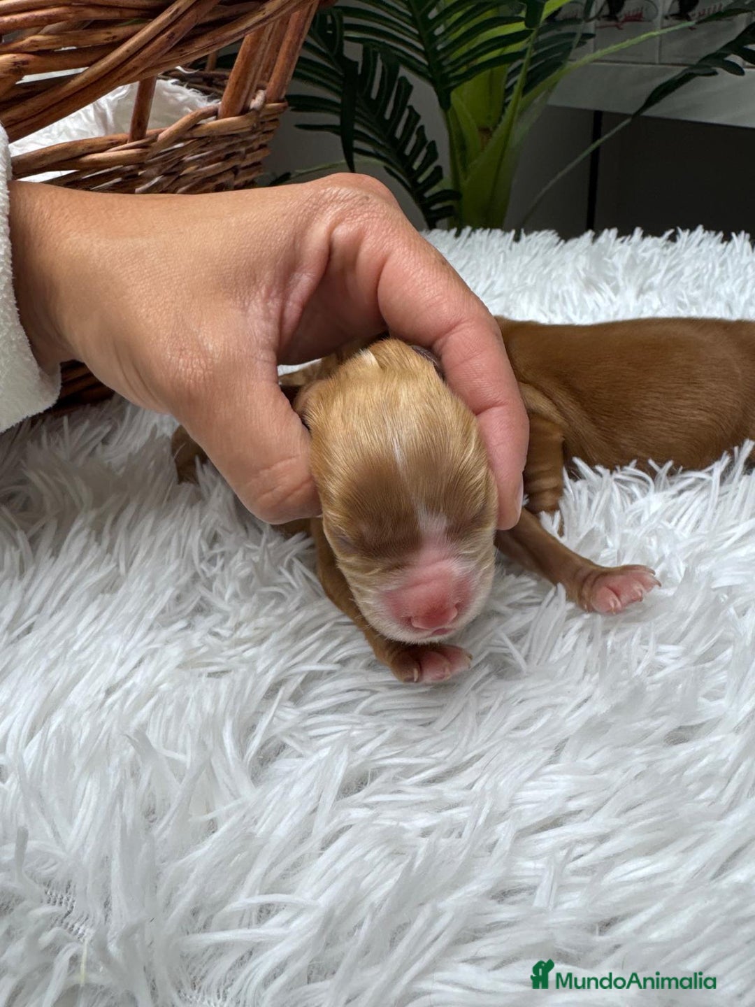 Cocker Spaniel Inglés perros en venta: COCKER SPANIEL INGLES - Anuncio 11