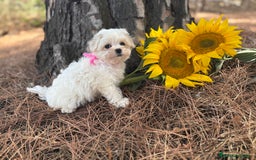 Bichón Maltés perros en venta: Bichon maltés alta selección de cachorros  - Imagen 3