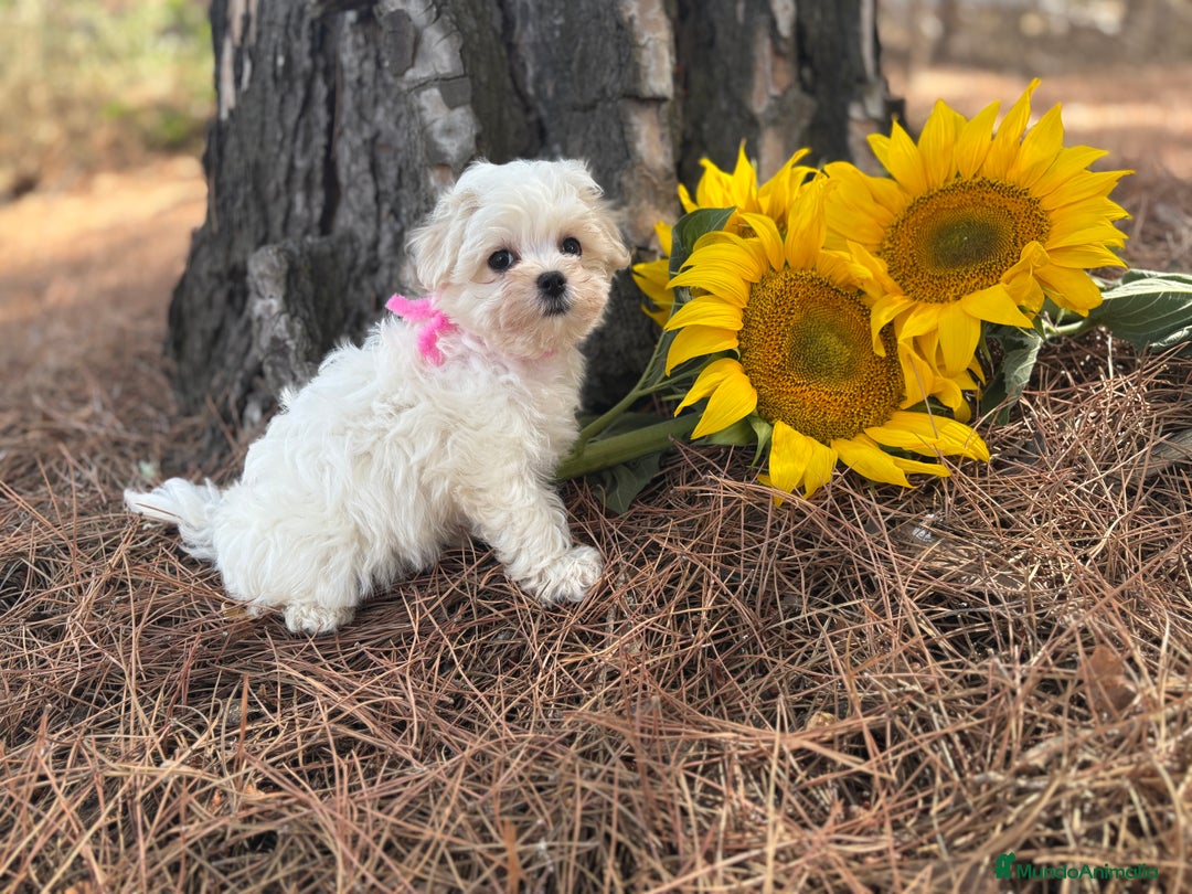 Bichón Maltés perros en venta: Bichon maltés alta selección de cachorros  - Imagen 3