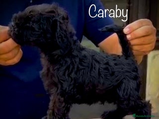 Schnauzer Miniatura perros en Alicante - Anuncio 4