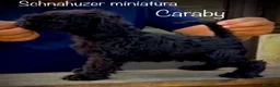 Schnauzer Miniatura perros en venta: Caraby Schnahuzer miniatura  en Alicante - Anuncio 1
