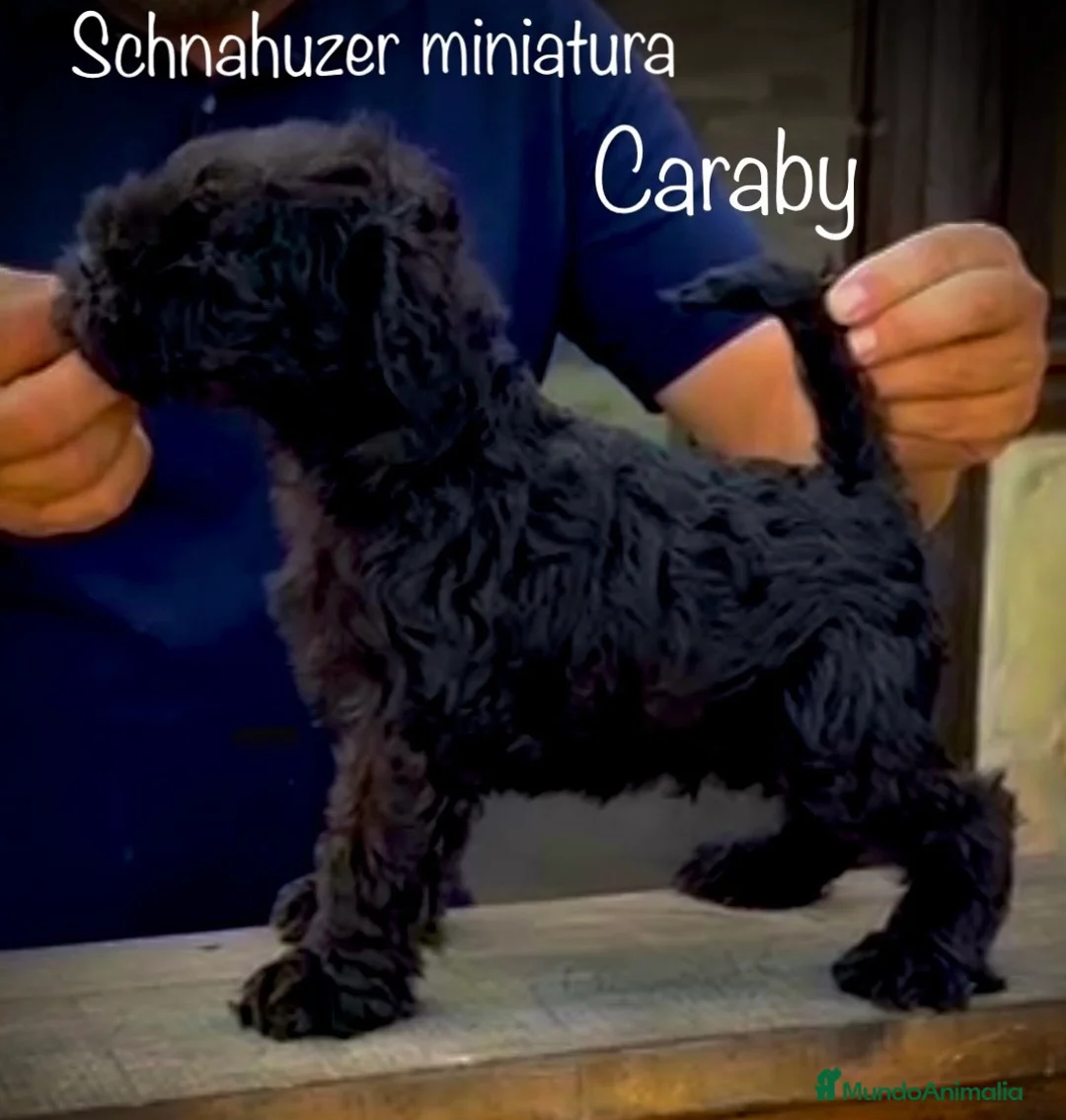 Schnauzer Miniatura perros en venta: Caraby Schnahuzer miniatura  en Alicante - Anuncio 1