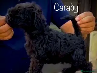 Schnauzer Miniatura perros Caraby Schnahuzer miniatura - Anuncio 1
