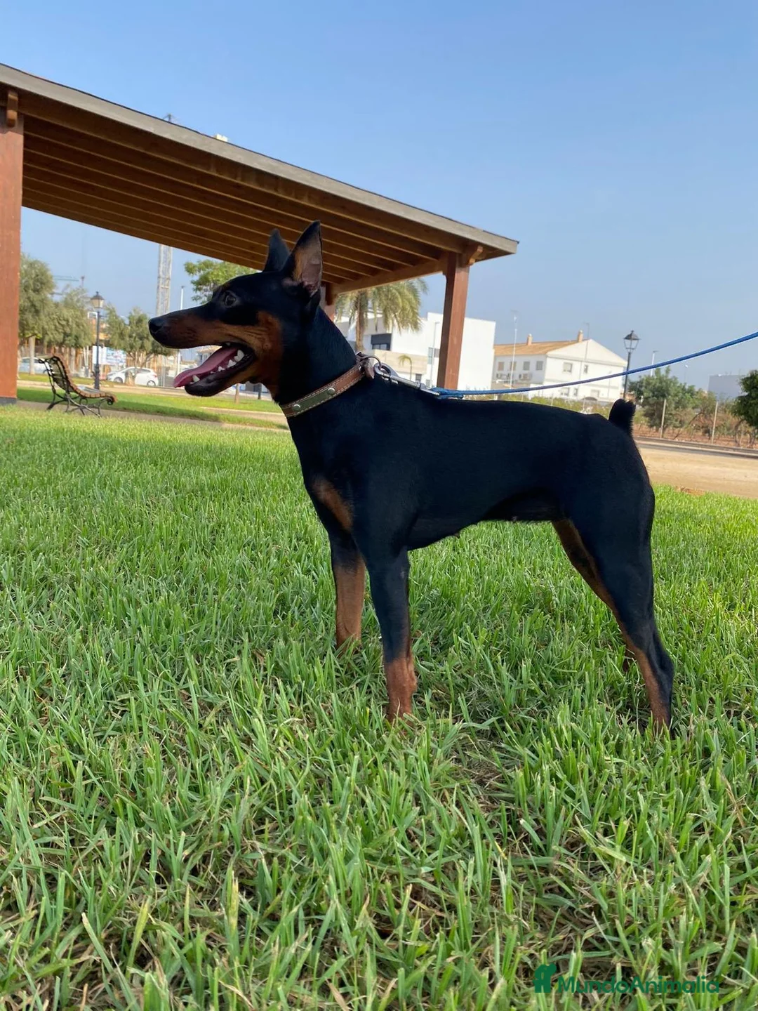 Pinscher Miniatura perros en venta: MINI PINSCHER HEMBRA - Anuncio 3