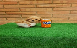 Maltipoo perros en venta: MAltipoo  toy miniatura - Imagen 2