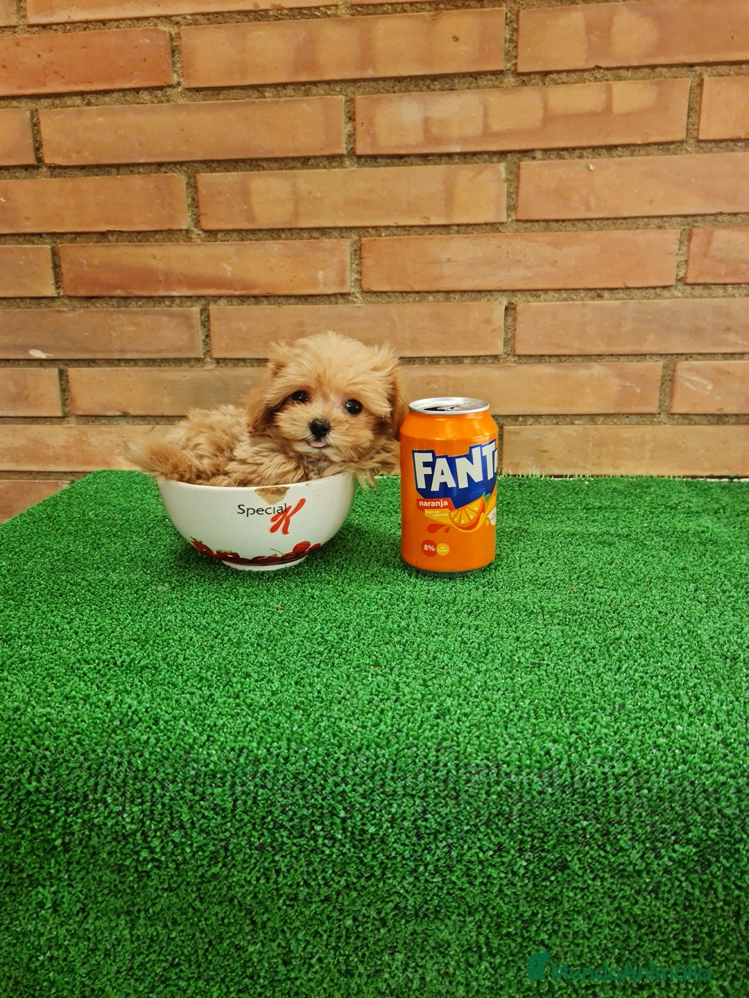 Maltipoo perros en venta: MAltipoo  toy miniatura - Imagen 2