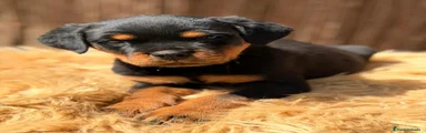 Rottweiler Cachorro 2