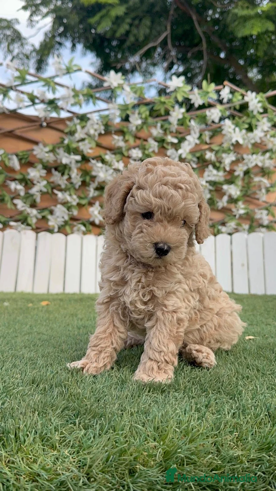 Caniche Enano perros en venta: CANICHE ENANO - Anuncio 21