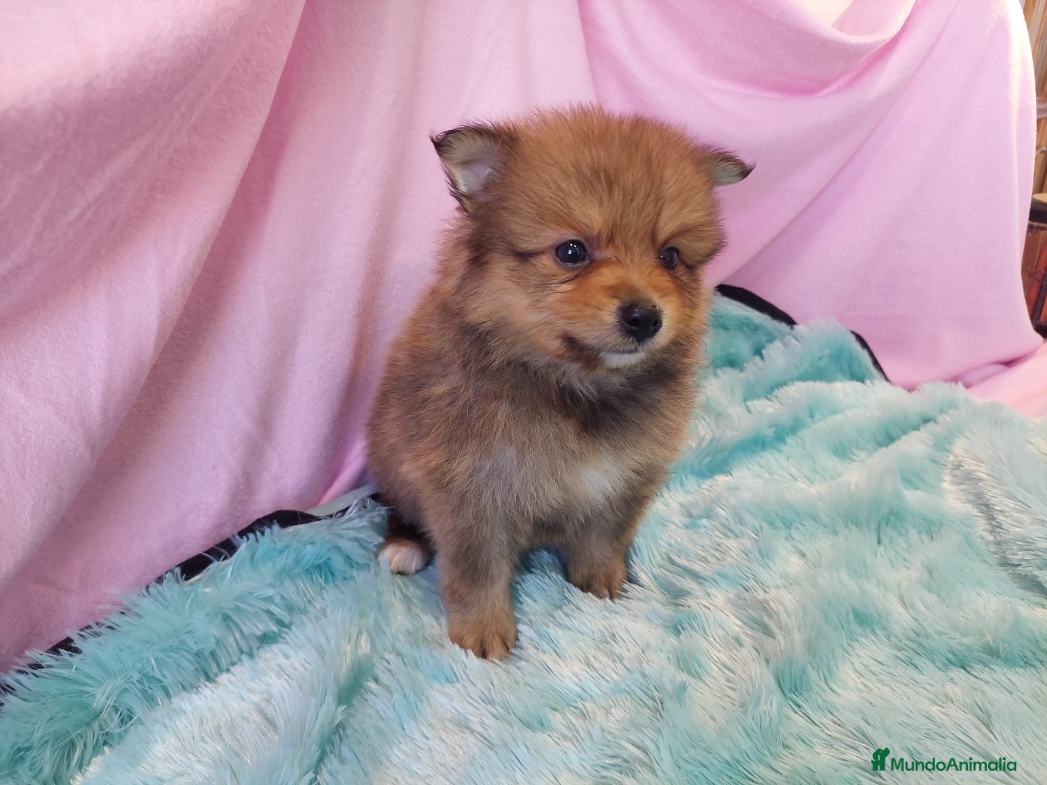 Pomerania perros LULU POMERANEA MACHO OPORTUNIDAD  - Anuncio 1