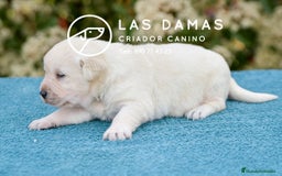 Labrador Retriever perros en venta: Labrador retriever disponibles.  - Imagen 2