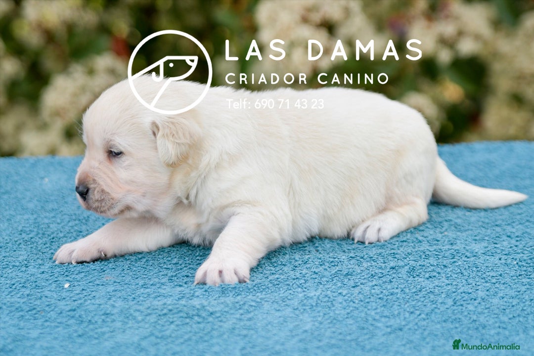 Labrador Retriever perros en venta: Labrador retriever disponibles.  - Imagen 2