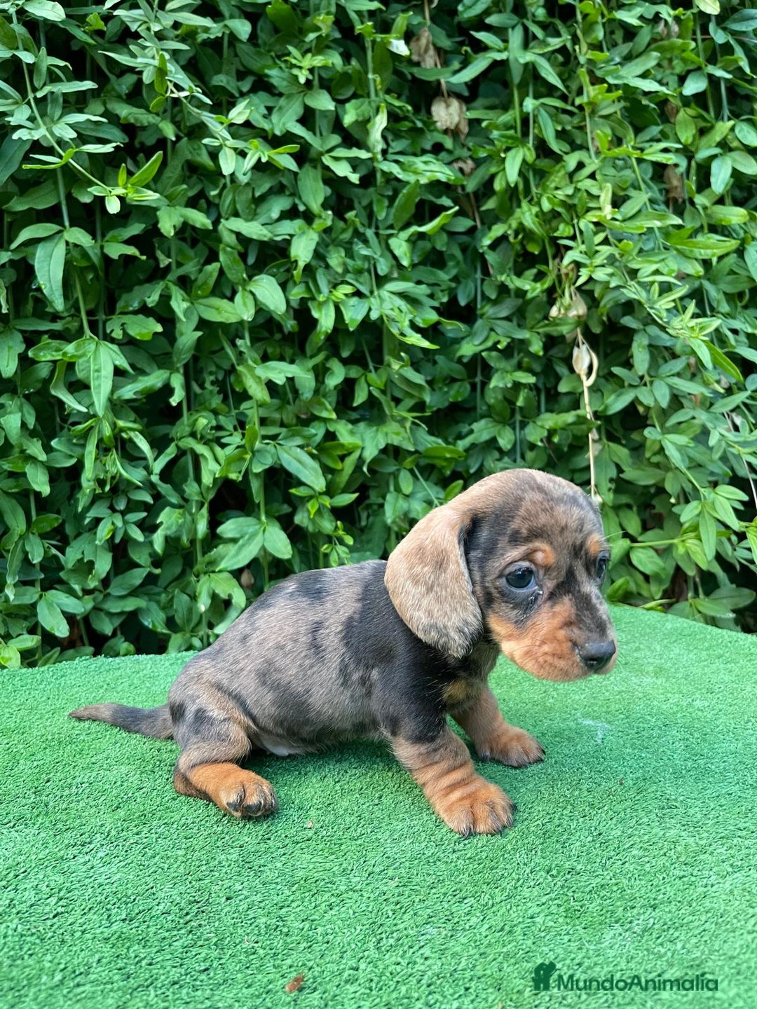 Teckel Miniatura perros en venta: Teckel mini - Anuncio 6