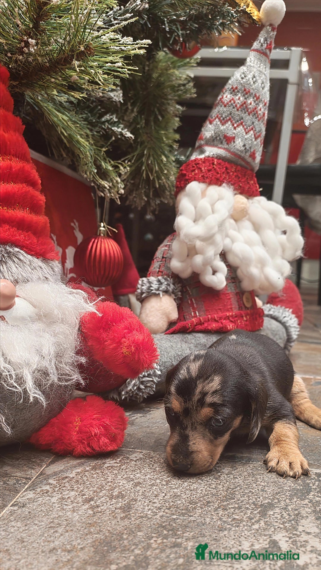 Teckel perros en venta: 🌟Tekel Arlequín y Negros fuego🌟 - Anuncio 7