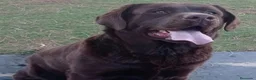 Labrador Retriever perros en venta: Labradores de Quercuscan - Anuncio 1