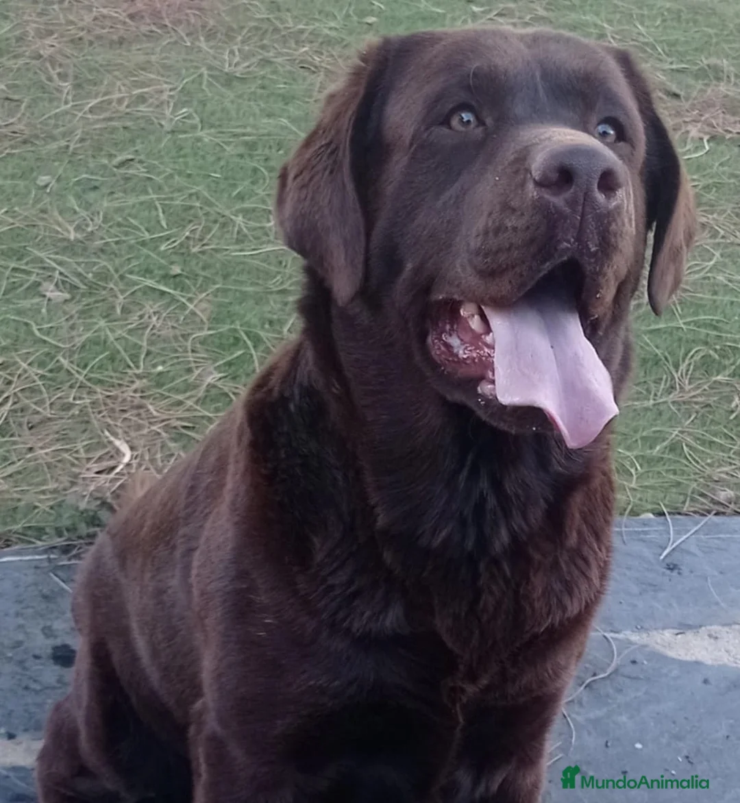 Labrador Retriever perros en venta: Labradores de Quercuscan - Anuncio 1