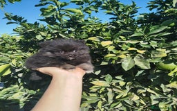 Pomerania perros en venta: Lulú de pomerania  - Imagen 1