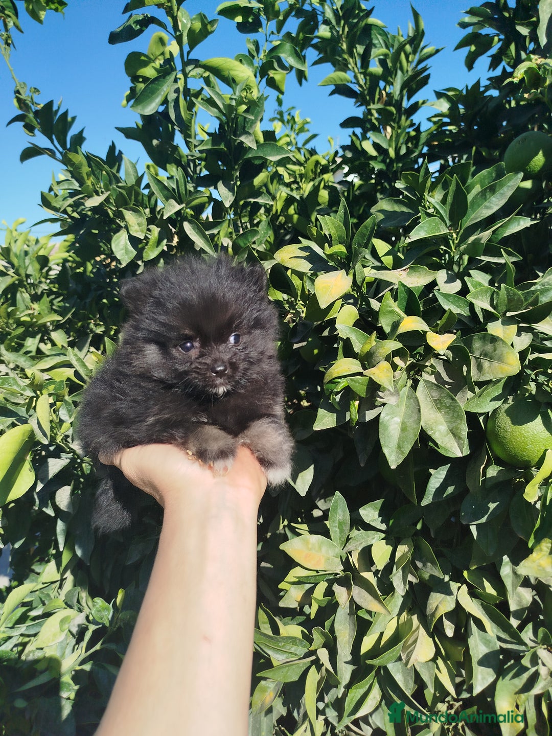 Pomerania perros en venta: Lulú de pomerania  - Imagen 1