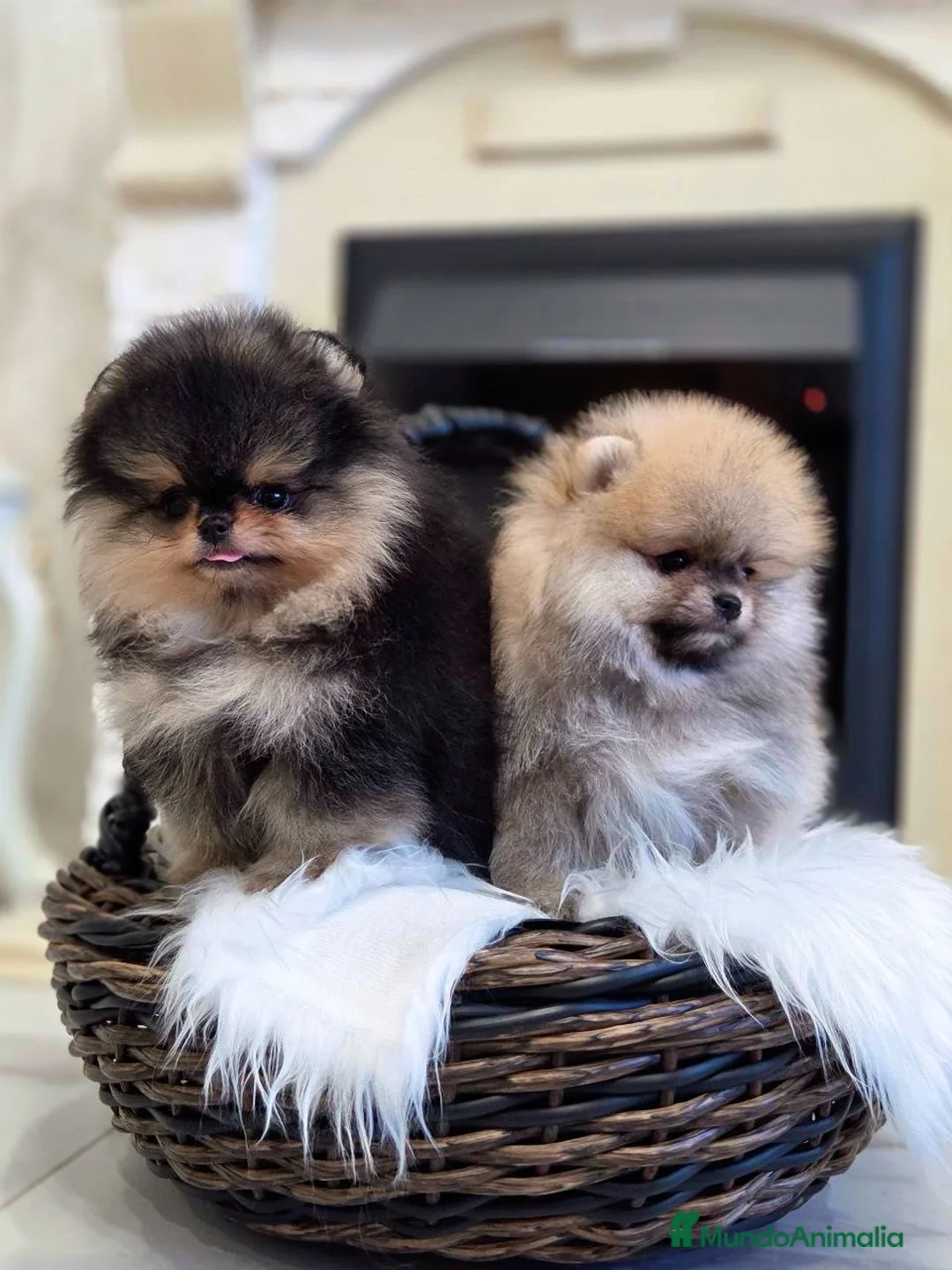 Pomerania perros en venta: Cachorros de Pomerania - Anuncio 2