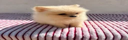 Pomerania perros en venta: Lulu Pomerania toy  - Anuncio 4