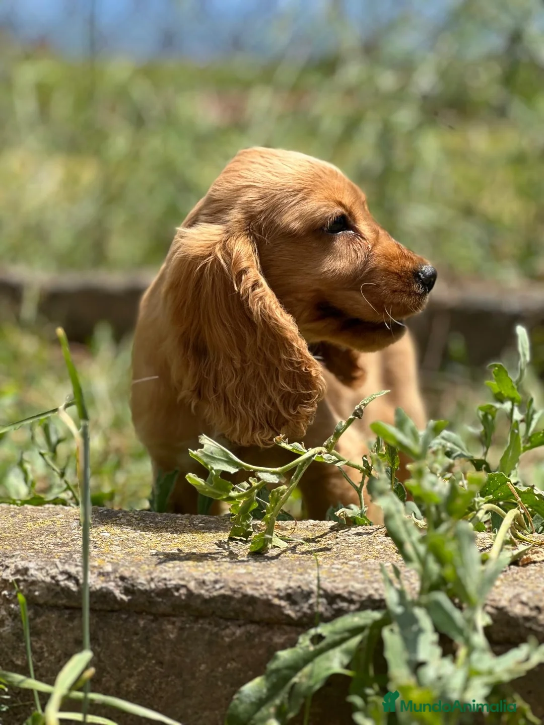 Cocker Spaniel Inglés perros en venta: COCKER SPANIEL INGLÉS MACHO DORADO - Anuncio 5