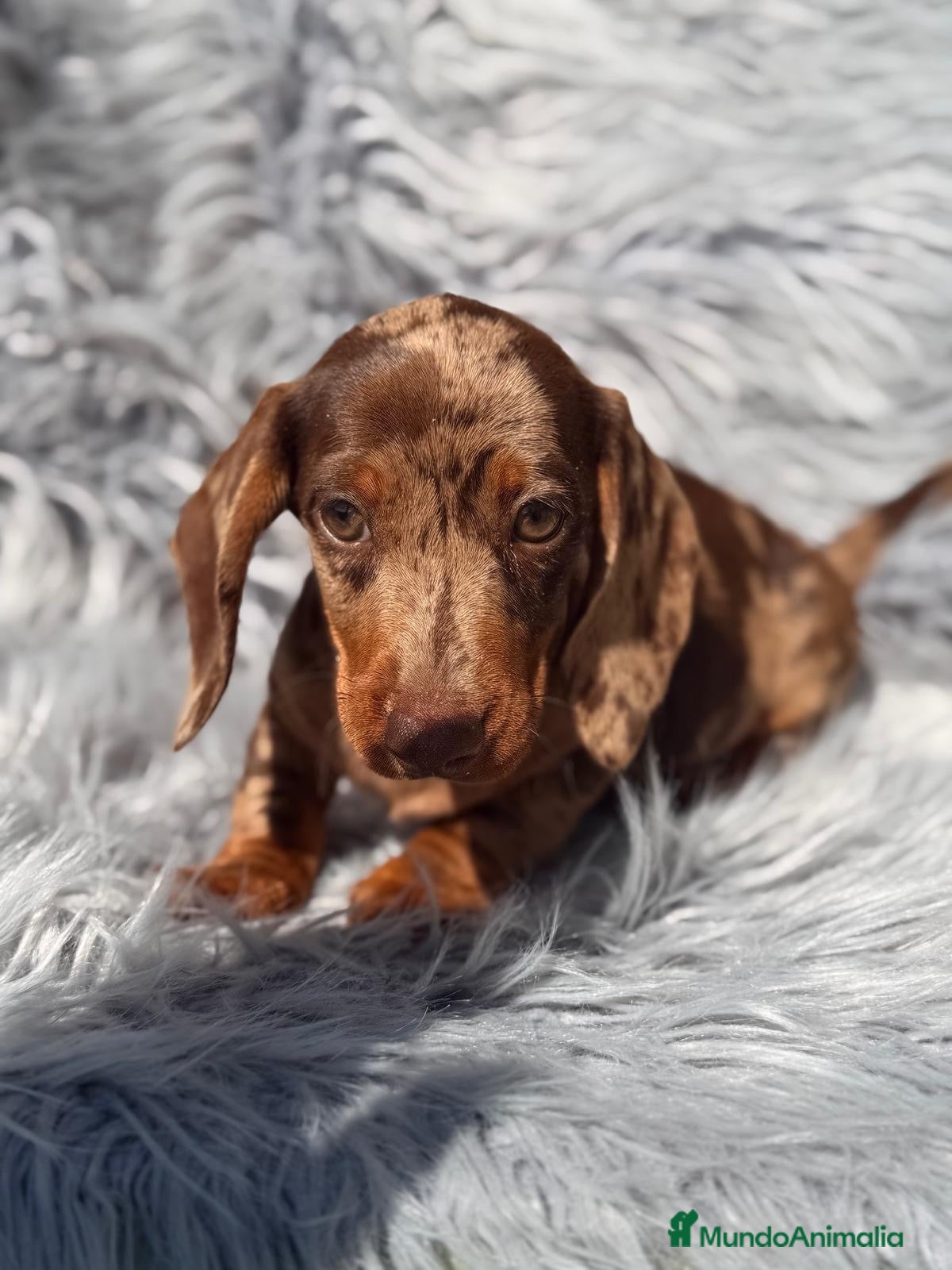 Teckel Miniatura perros Teckel arlequin chocolate - Anuncio 1