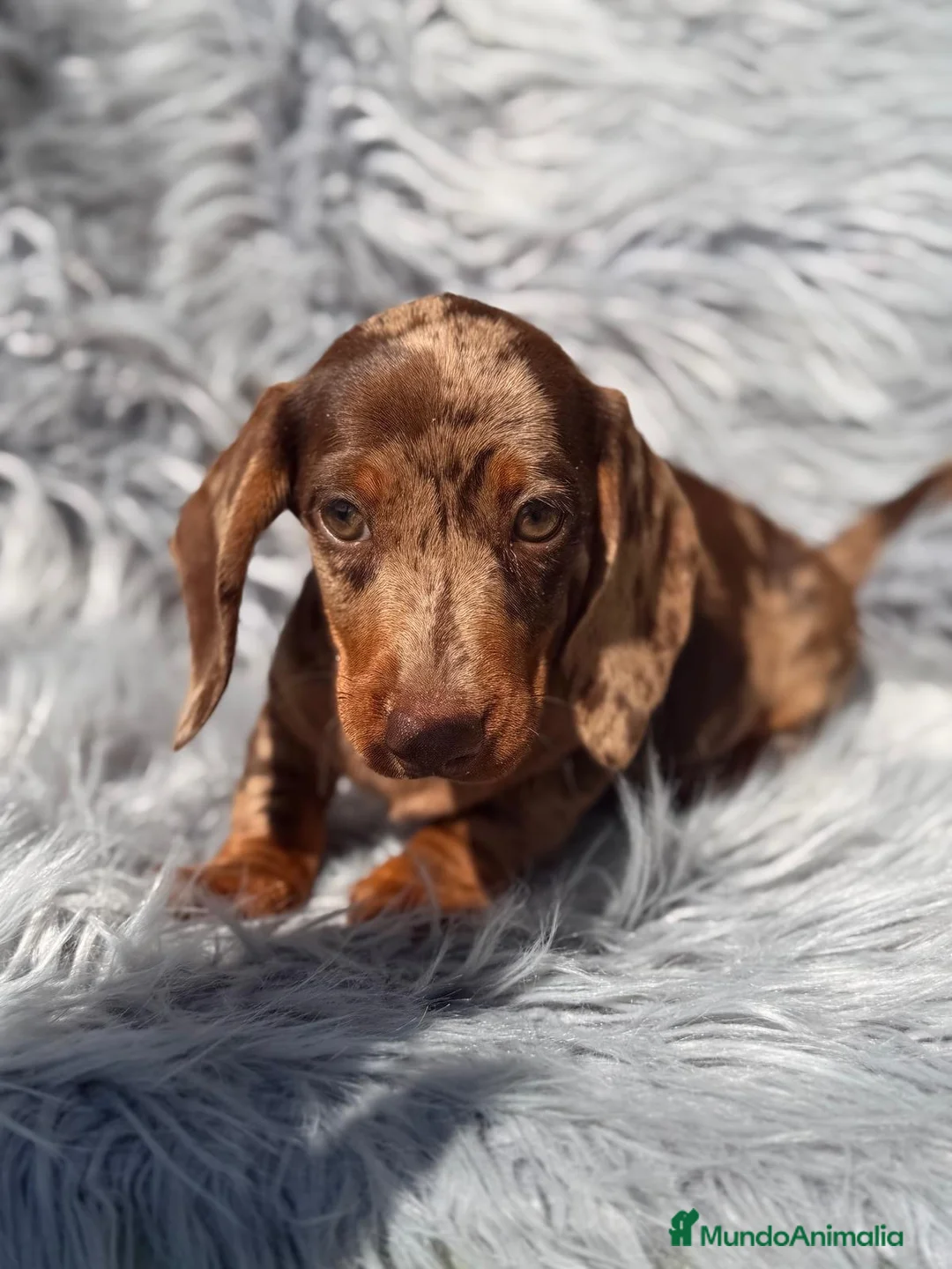 Teckel Miniatura perros en venta: Teckel arlequin chocolate - Anuncio 1