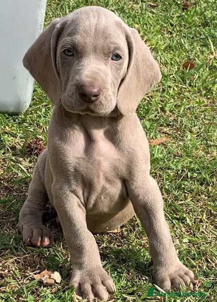 Weimaraner perros BRACO WEIMAR - Anuncio 1