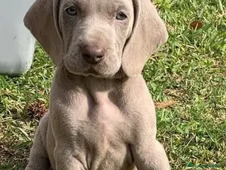Weimaraner perros BRACO WEIMAR - Anuncio 1