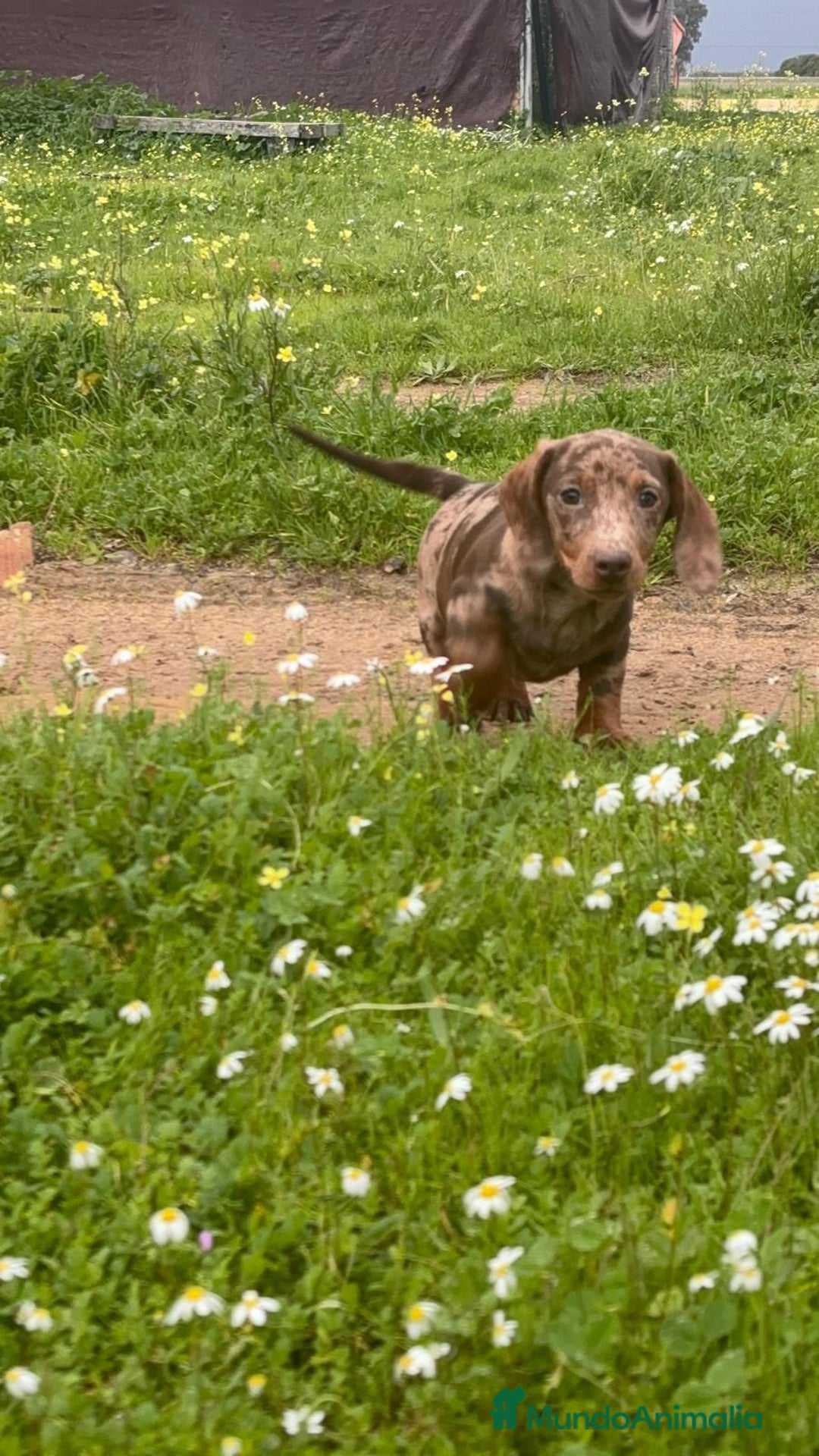Teckel Miniatura perros en venta: TECKEL MINIATURA ARLEQUIN - Anuncio 2