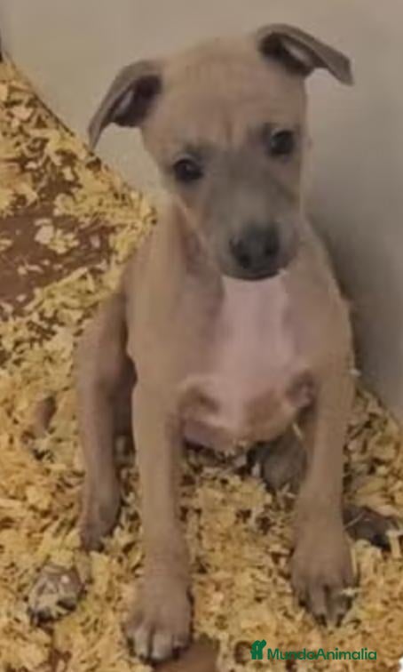 Pequeño Lebrel Italiano perros Galgo italiano - Anuncio 2